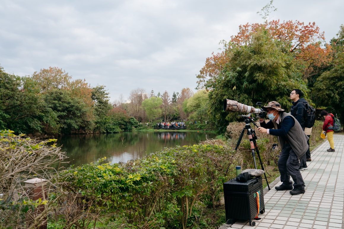 Daan Park is rich in biodiversity, with its eco pond being a habitat for many species of birds. (Photo・Brown Chen)