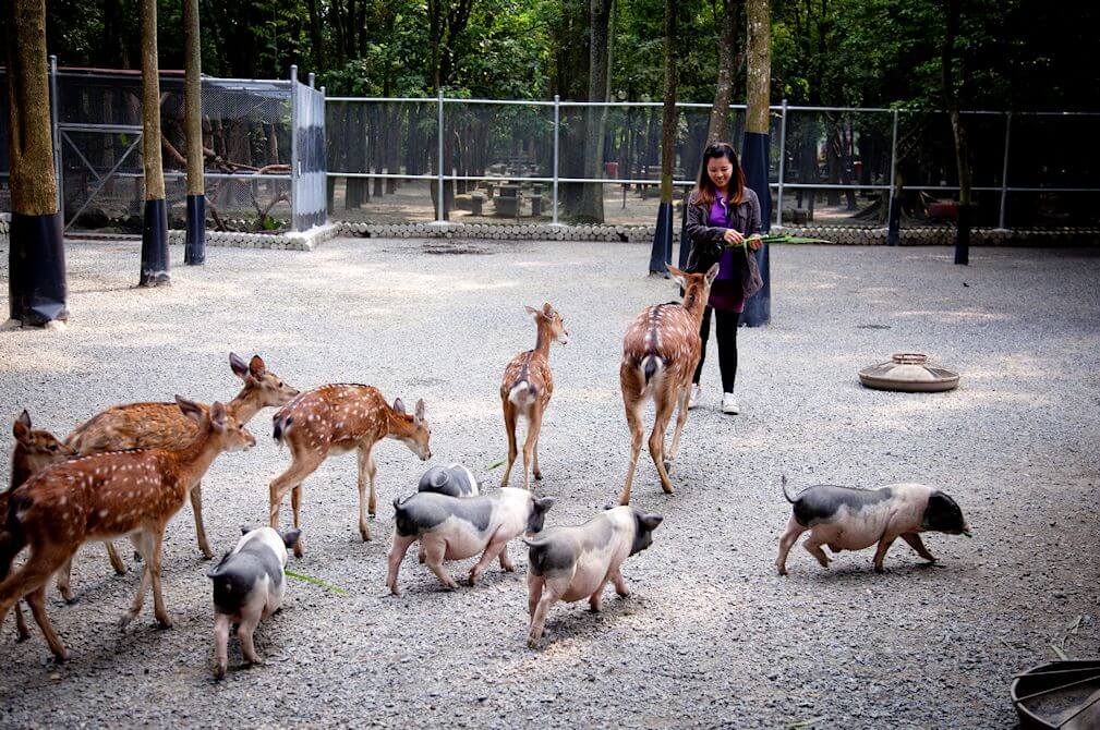 Feeding animals on Nan Yuan Resort Farm