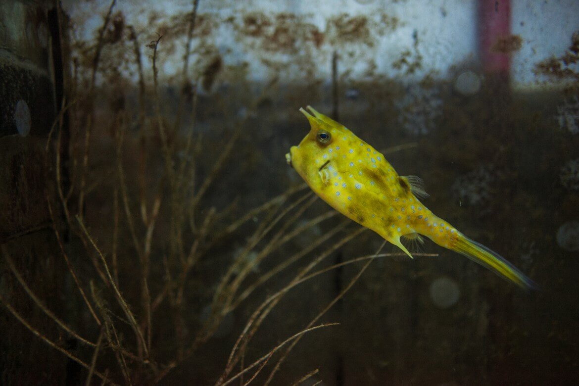 Fish at Chihsing Tan Katsuo Museum