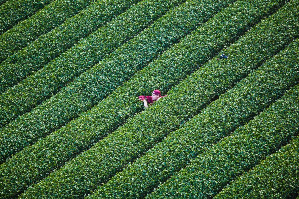 Sheng Le Farm tea plantation