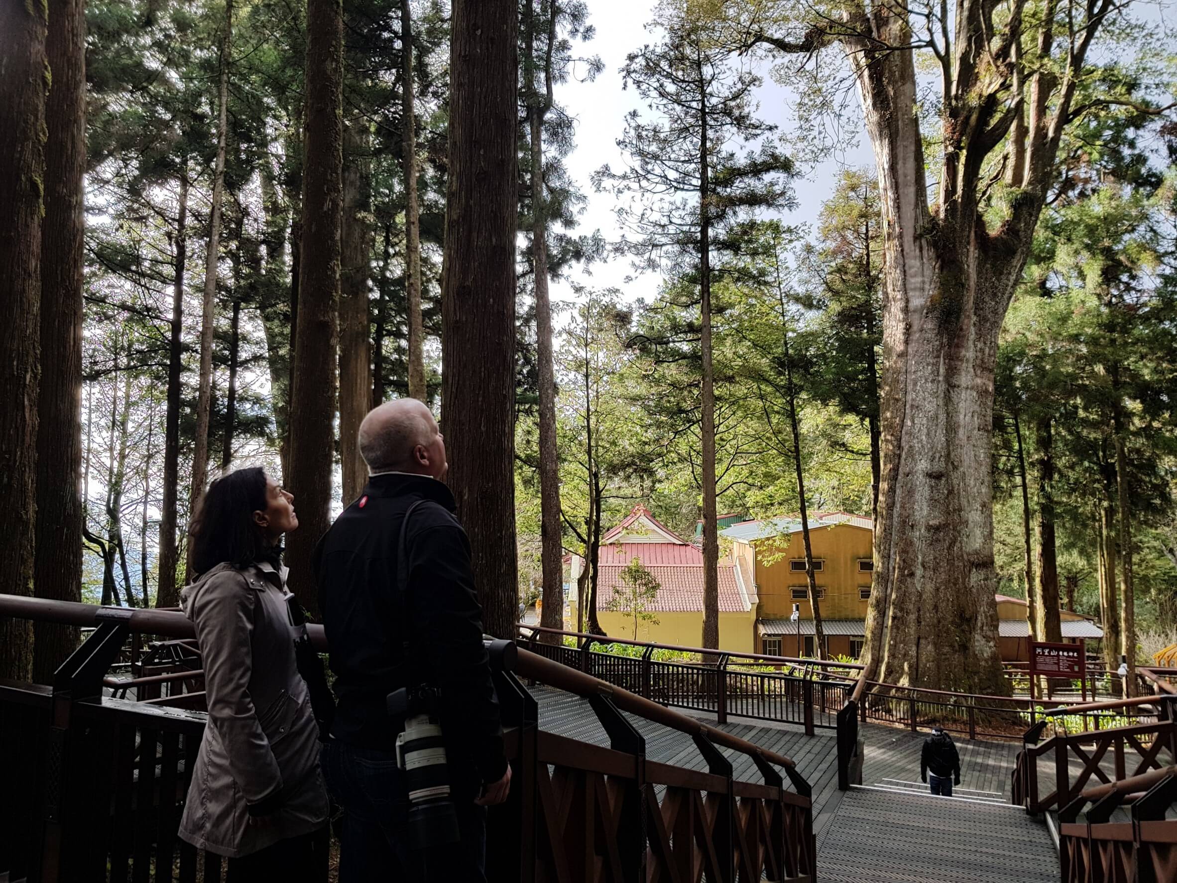 top 30 scenes of mytaiwantour_alishan forest