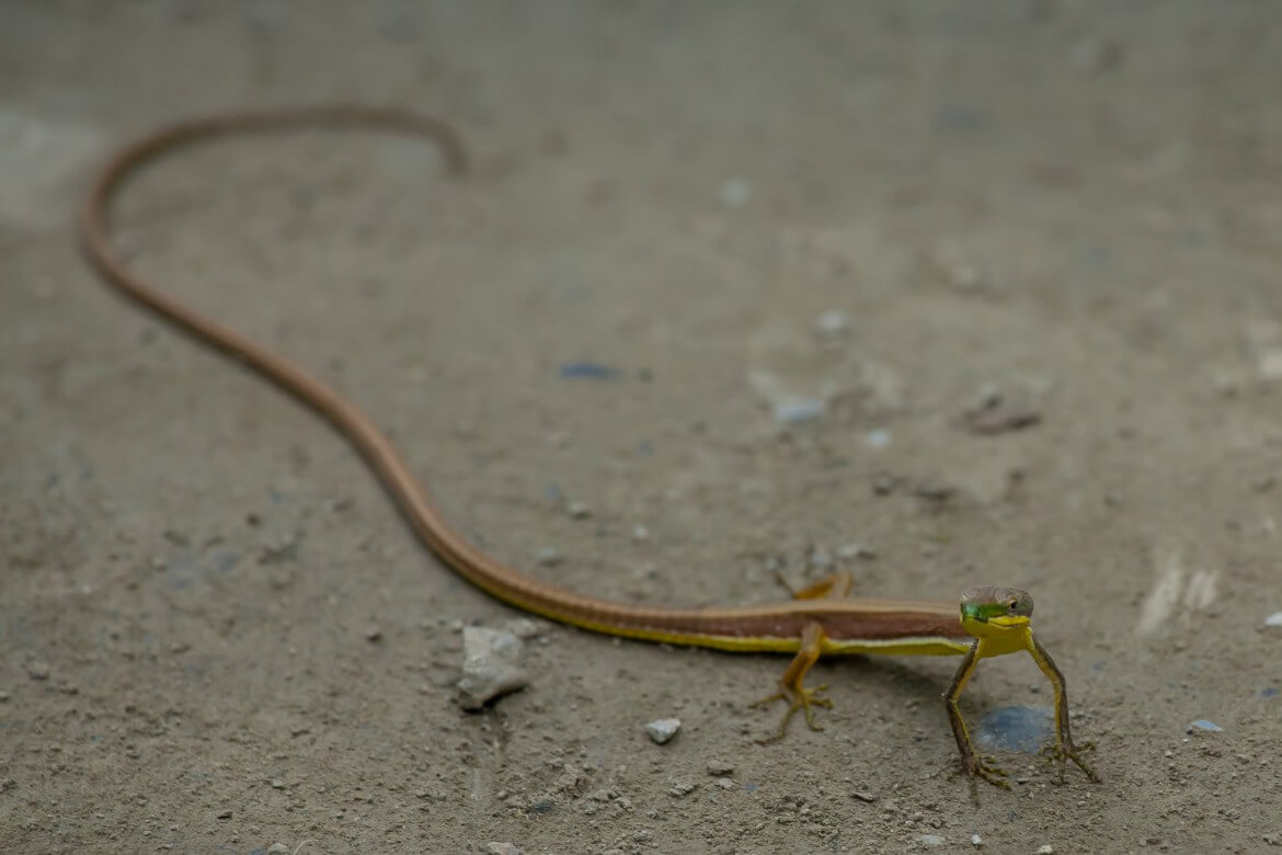 Lizard on Shakadang Trail