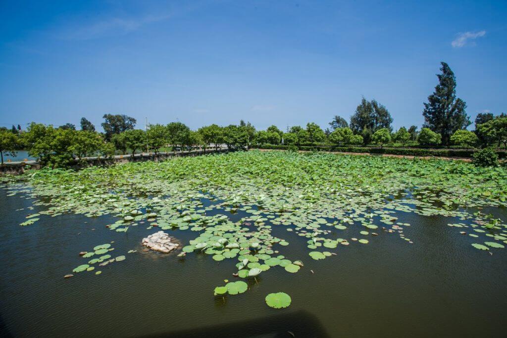 Pond adjacent to Shuangli Wetlands Nature Center