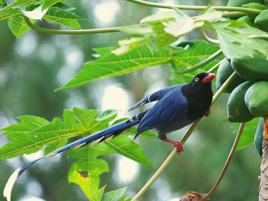 Taiwan Scene_MyTaiwanTour blog_Formosan_Blue_Magpie