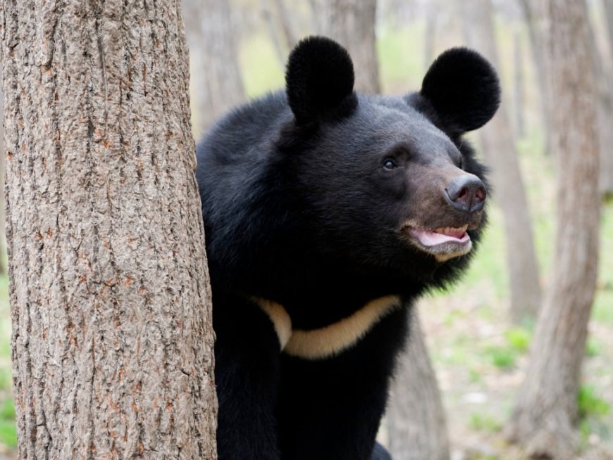 Himalaya bear