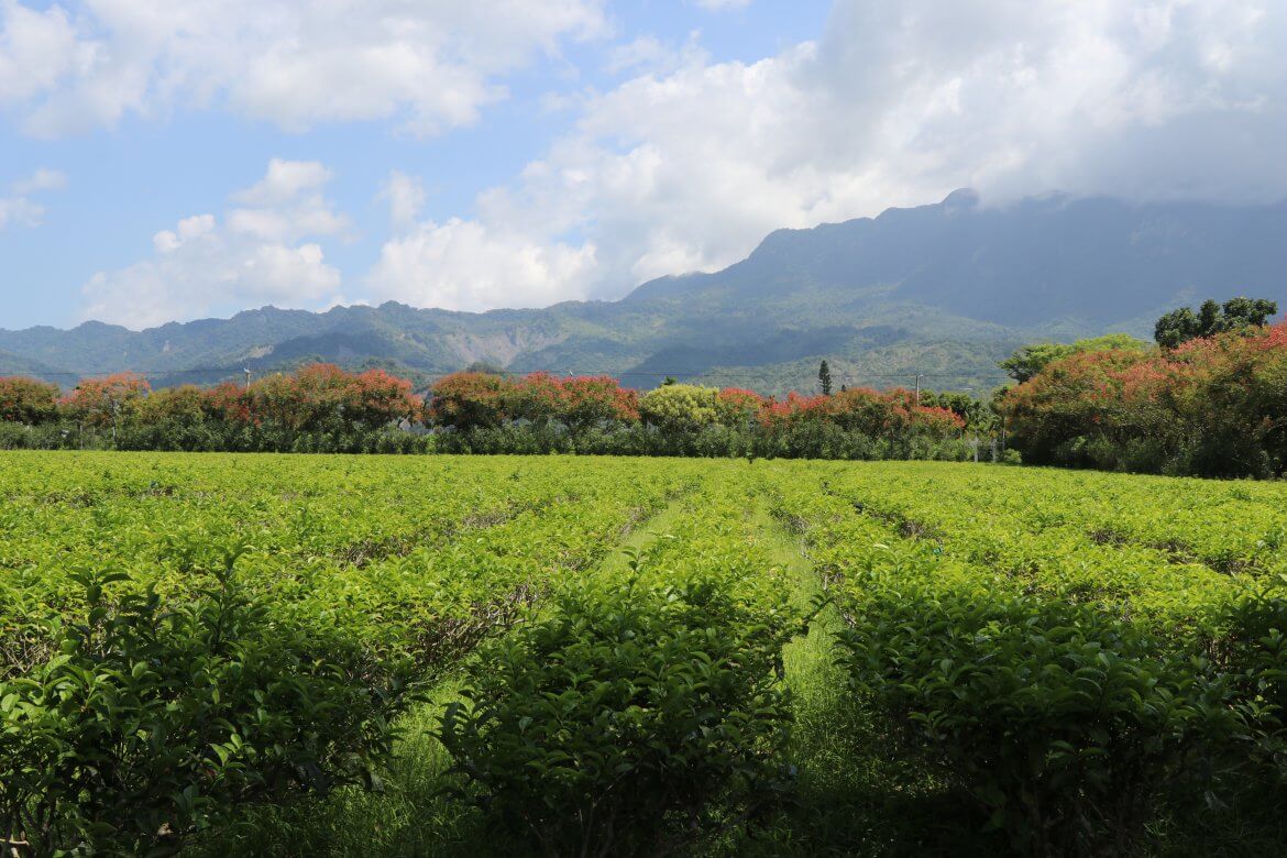 Taiwan Scene_MyTaiwanTour_six places in Taitung_luye