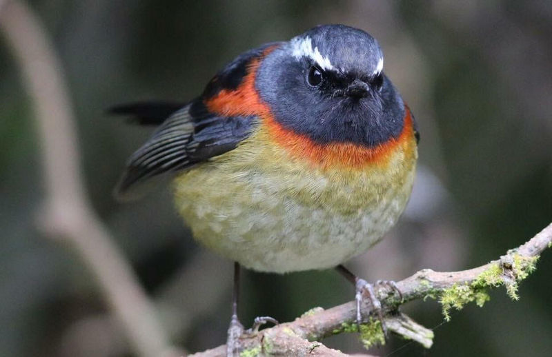 Taiwan-Scene-Birdwatching-collared-bush-robin