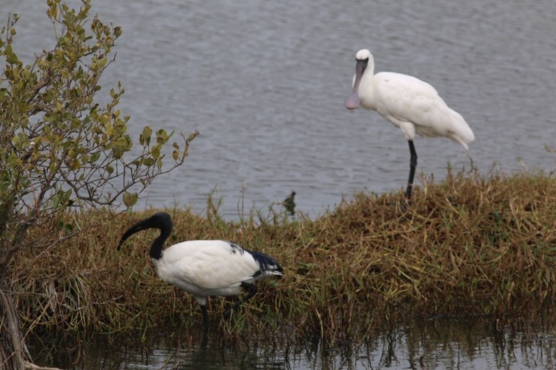 Taiwan-Scene-Birdwatching-Ibis-competes-with-Spoonbill
