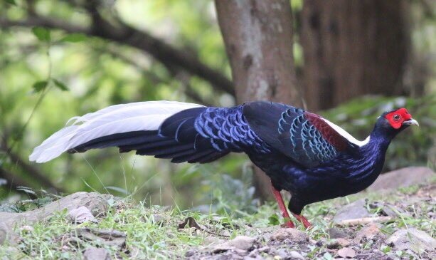 Taiwan-Scene-Birdwatching-Swinhoe_s-Pheasant
