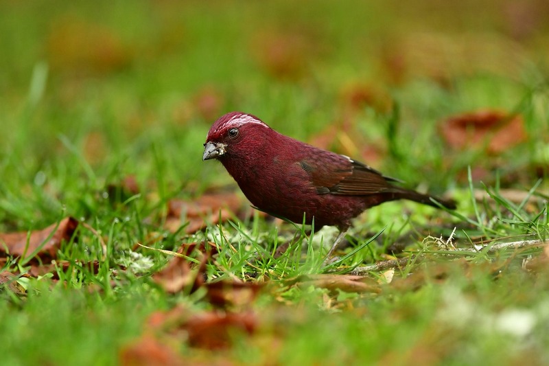 Taiwan-Scene-Birdwatching-Taiwan-Rosefinch