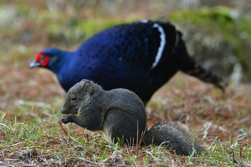 Taiwan-Scene-Birdwatchng-Mikado-and-squirrel