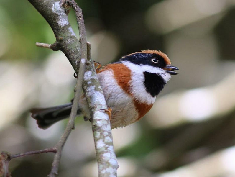 Taiwan Scene_Birdwatching_black throated tit