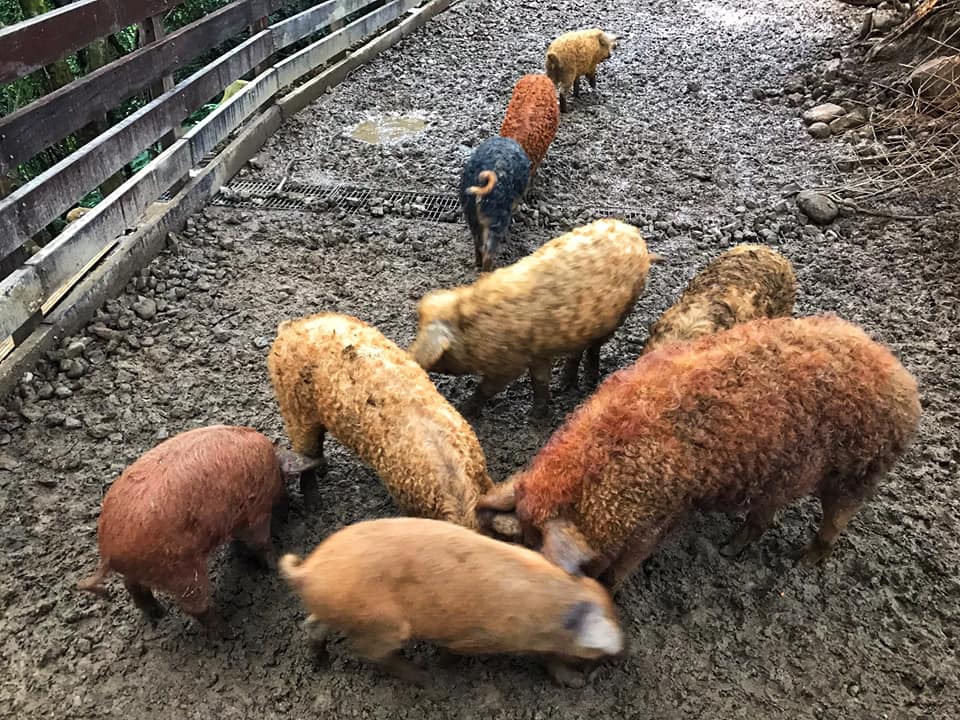 Taiwan Scene_2019_Woolly Pigs Courtesy of Dongpo Sheep Pig Ranch