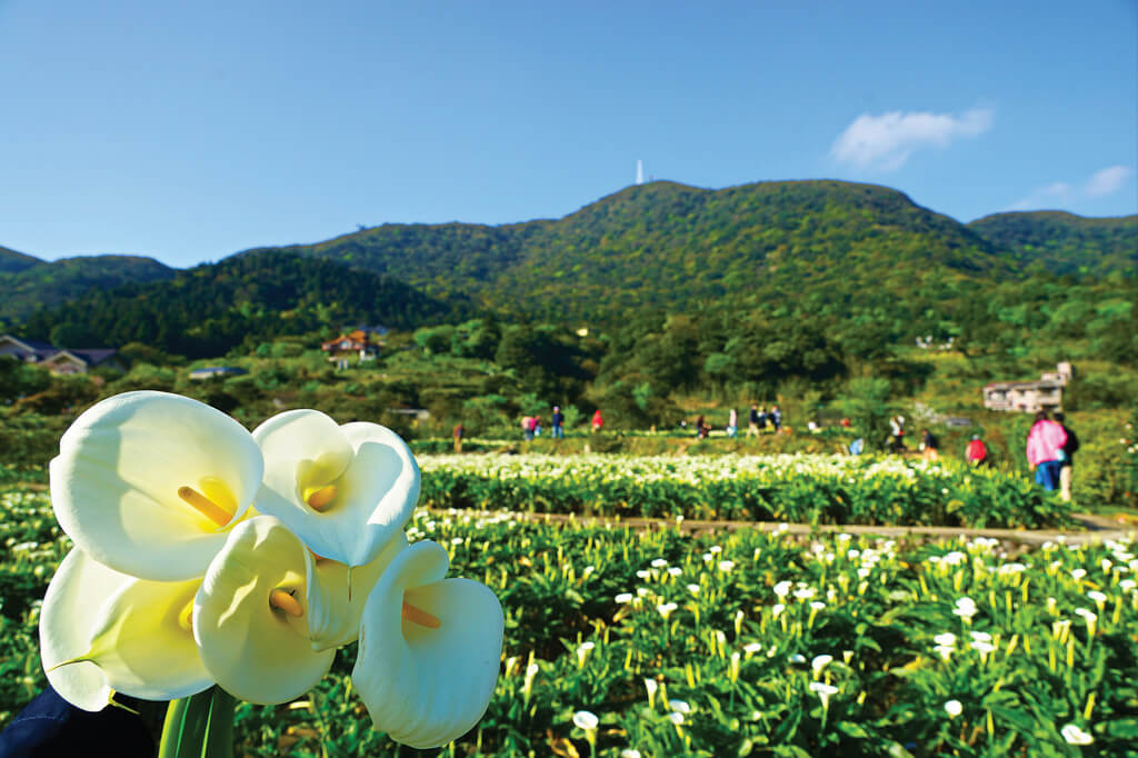 Flower-Viewing-in-Taipei-Yangmingshan-calla-lilly-festival-calla-lily-farms-in-zhuzhihu-1.jpg