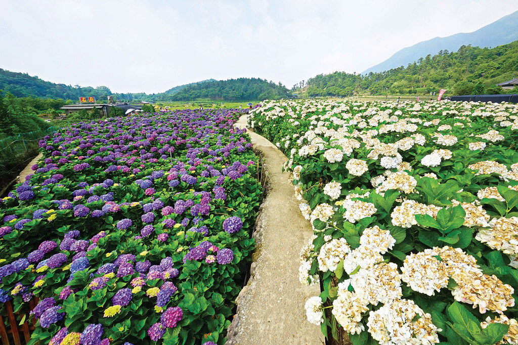 Flower-Viewing-in-Taipei-Yangmingshan-hydrangeas-farms-in-zhuzihu-1.jpg
