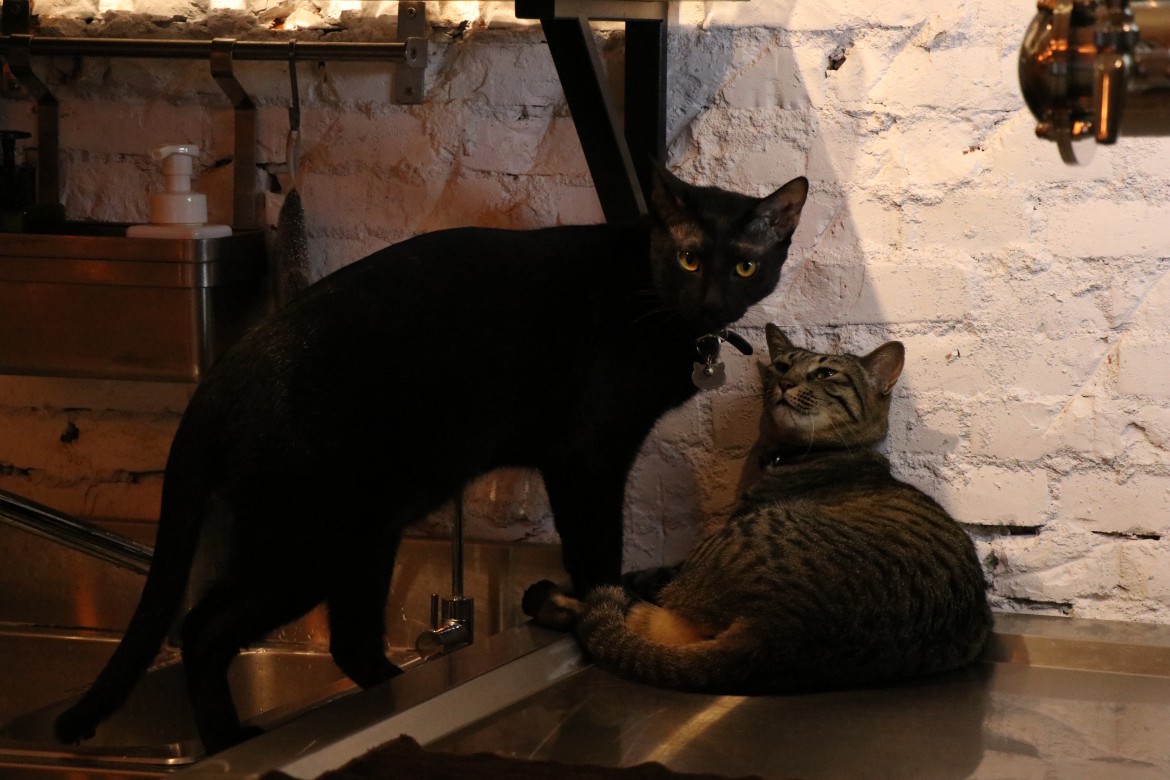 taipei-beercat-cats