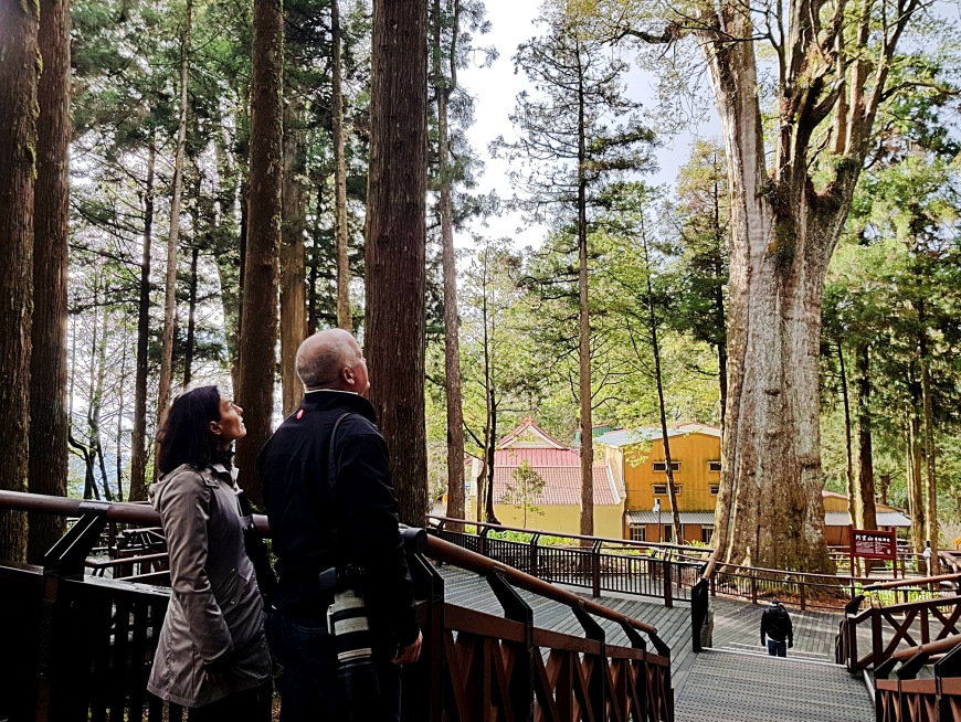 Wander among ancient cypress trees in the high altitude forest of Alishan