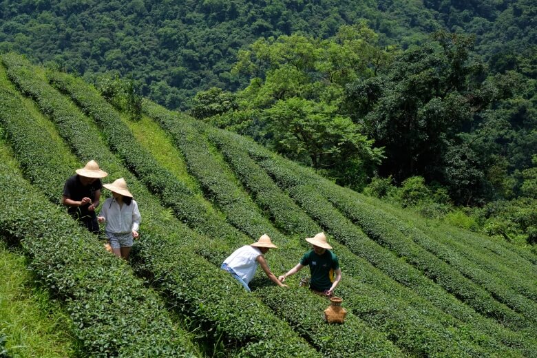 the tea plantation in Yilan for tourist experiencing tea picking.