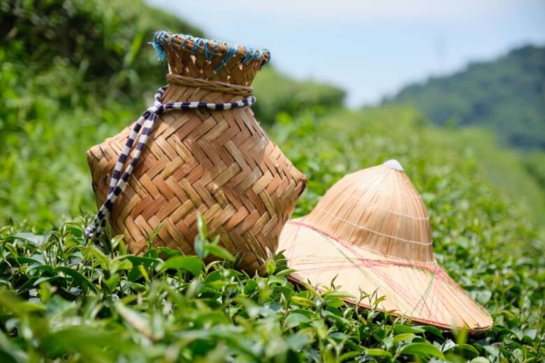 The equipment of tea grower.
