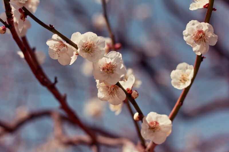 What does the phrase “xue hua piao piao bei feng xiao xiao” mean in  English? The phrase is from the Chinese song Yi Jian Mei - Fei Yu-ching  that's on TikTok. 