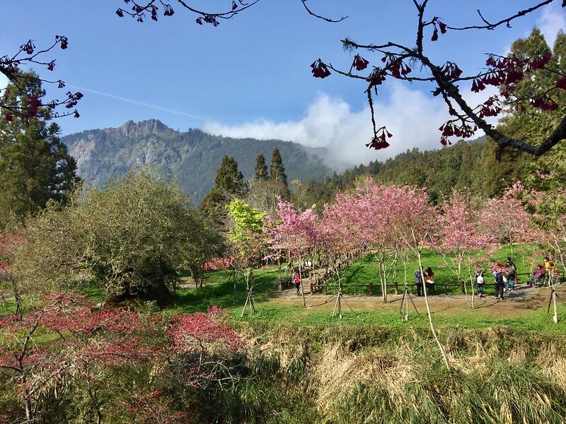 Round Taiwan Round - [ FACV ] Cherry blossoms attract hundreds of thousands  tourists come to FACV (Formosa Cultural Aboriginal Village 九族文化村) in Nantou  County from February to March. Walking through pink