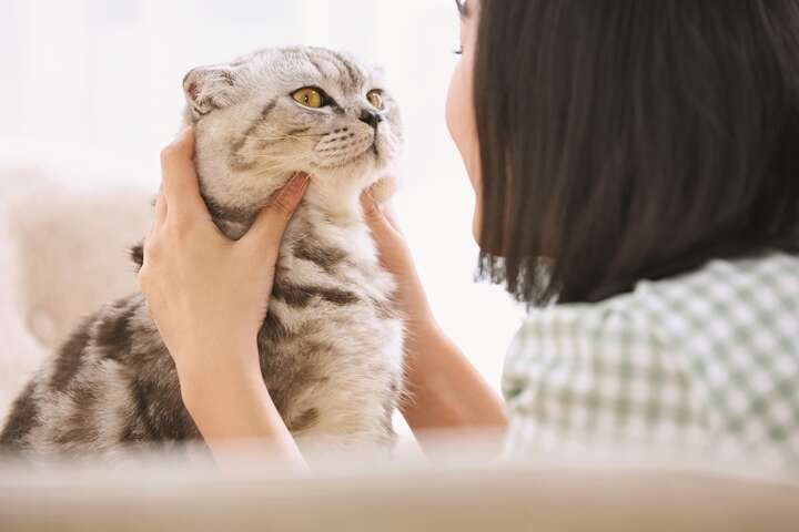 Based on cats’ moods and needs, a cat whisperer bridges the gap between cat owners and their pets so that they can live together peacefully. 