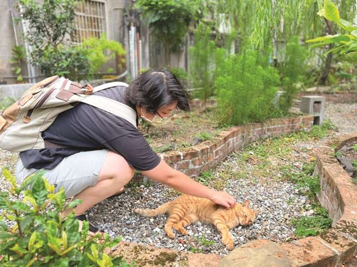 Realizing they also need love and care, people in Taipei have become more and more friendly to kittens. 
