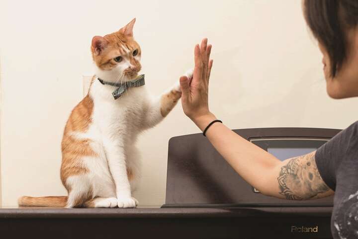 Based on cats’ moods and needs, a cat whisperer bridges the gap between cat owners and their pets so that they can live together peacefully.