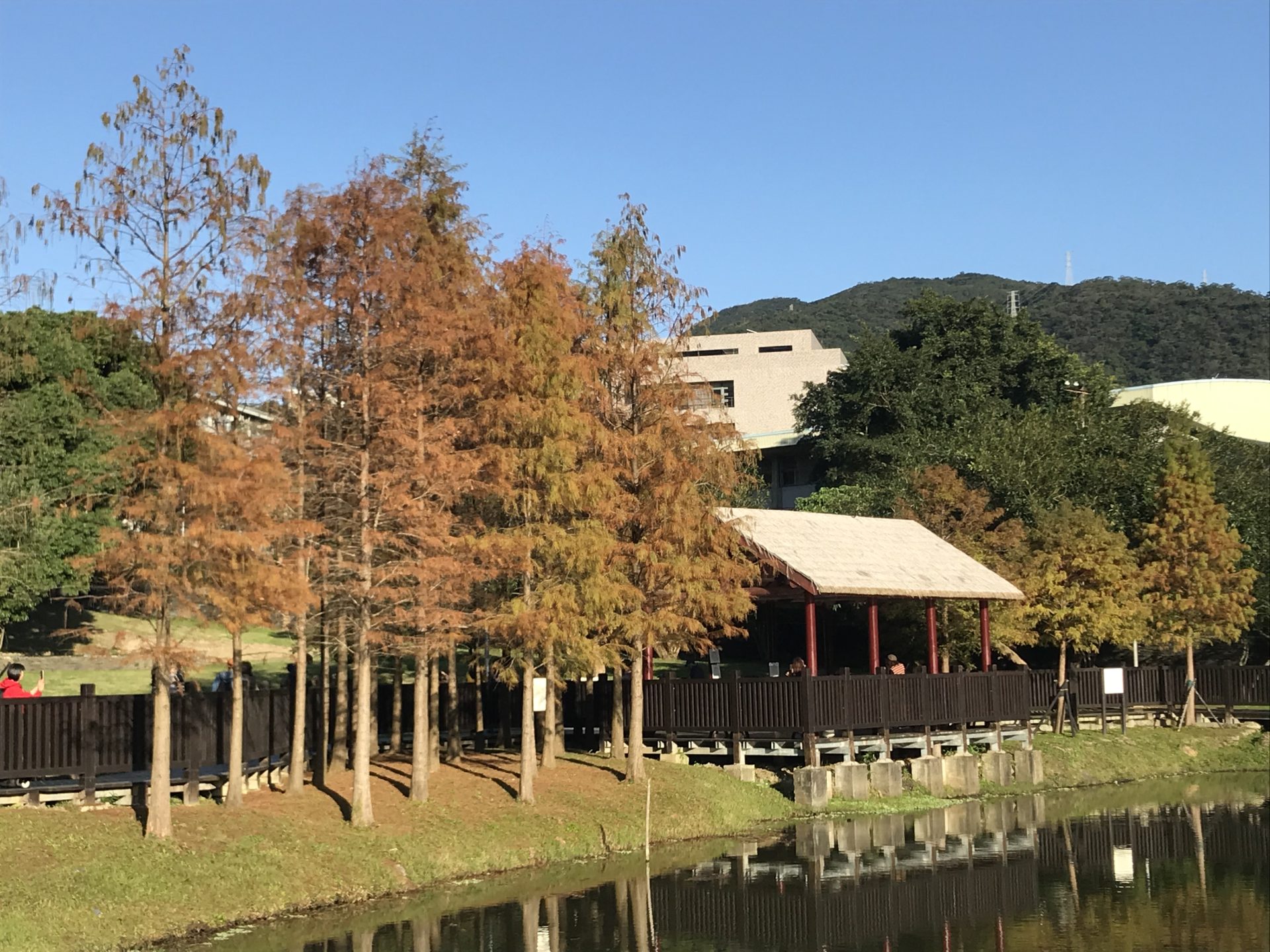 As an iconic scene of Autumn, the bald cypresses in Indigenous People's Park, which is next to the National Palace Museum in Waishuangxi, attract a rush of visitors.