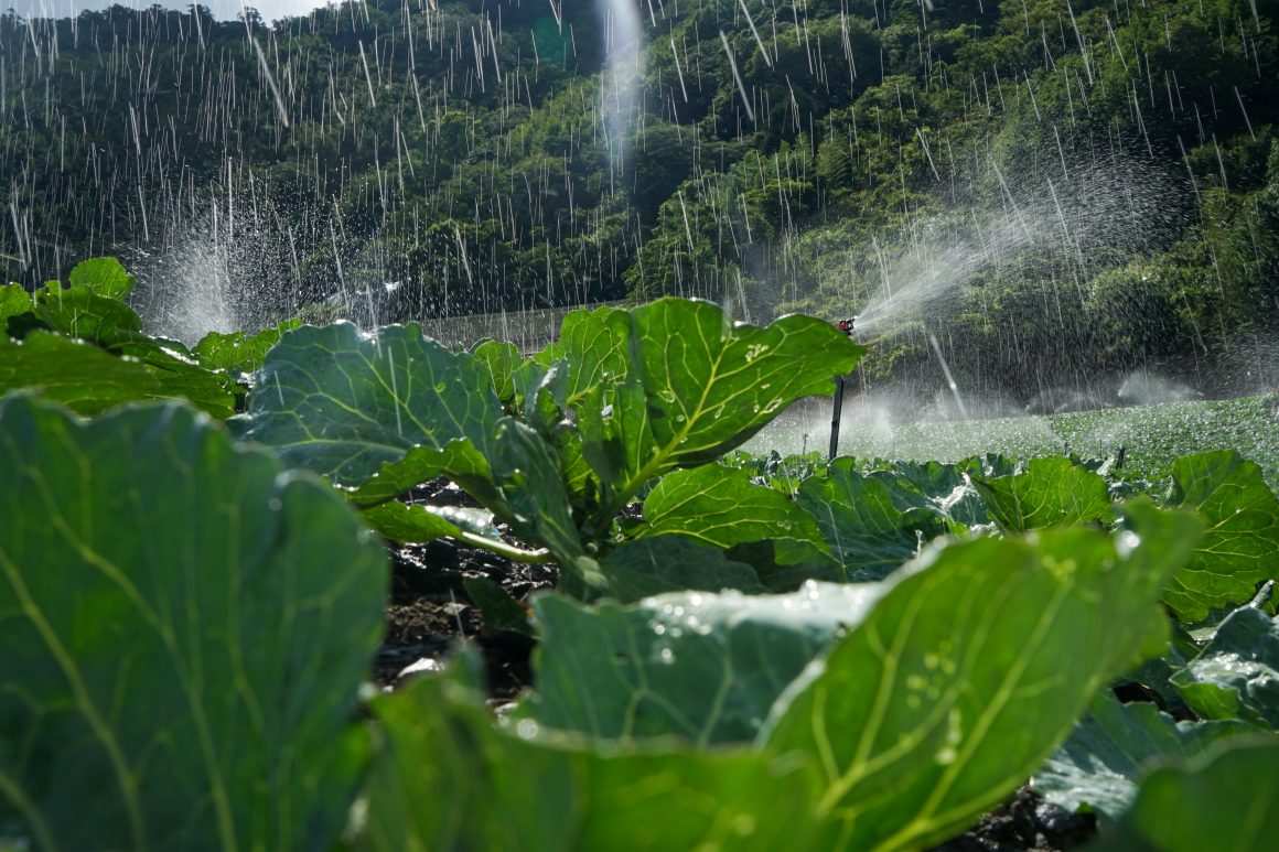 Cabbage is farmed in Yilan County's Datong Township.