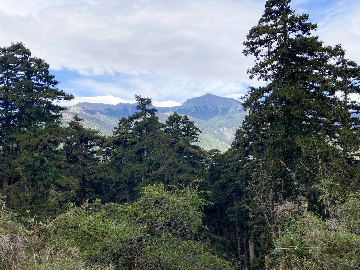 The forest along the route to Nanhudashan. 