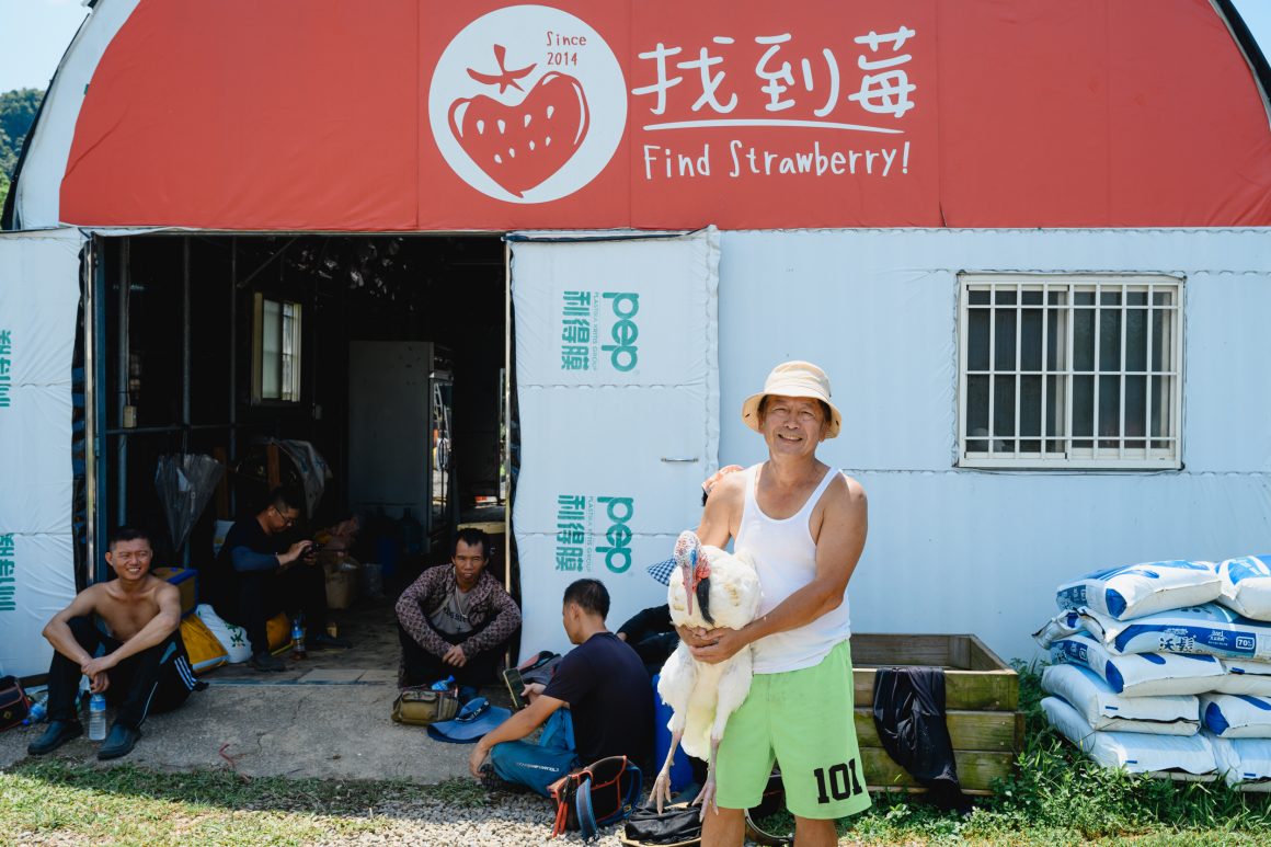 The Find Strawberry farm features a variety of animals, including chickens, geese, cats and dogs. It is an ecological farm, perfect for family fun.
