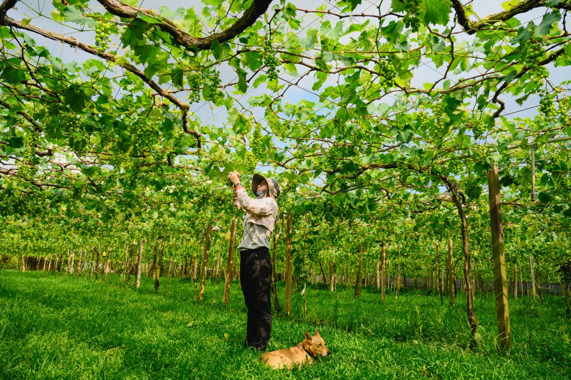 In addition to mushrooms, Xinshe also offers grape-picking experiences.
