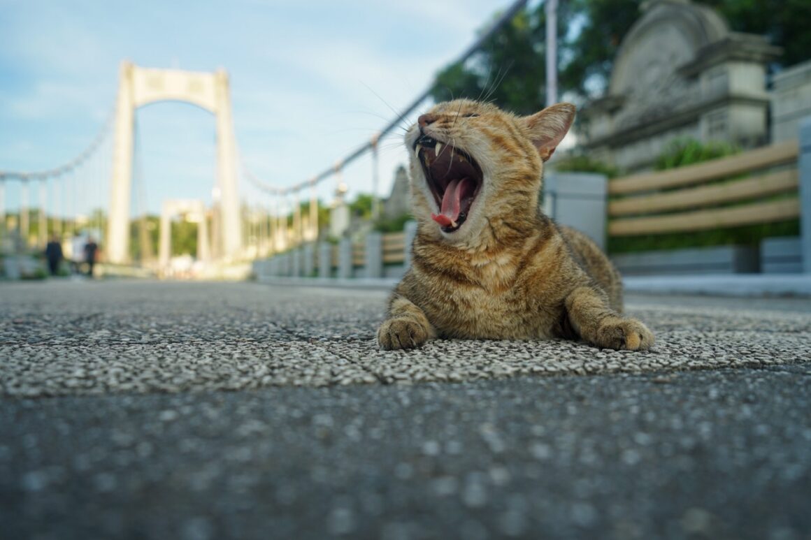  A stray cat in Taoyuan's Daxi Township.