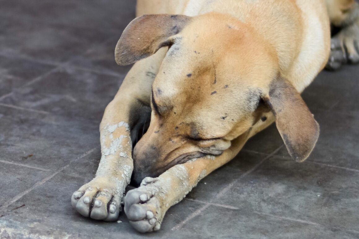 A sleeping stray dog on a construction site in Taipei.
