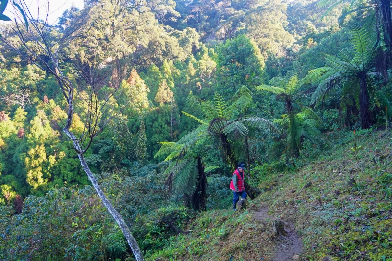 A walk in the forest is a great way to connect with the spirits of nature in Taiwan.