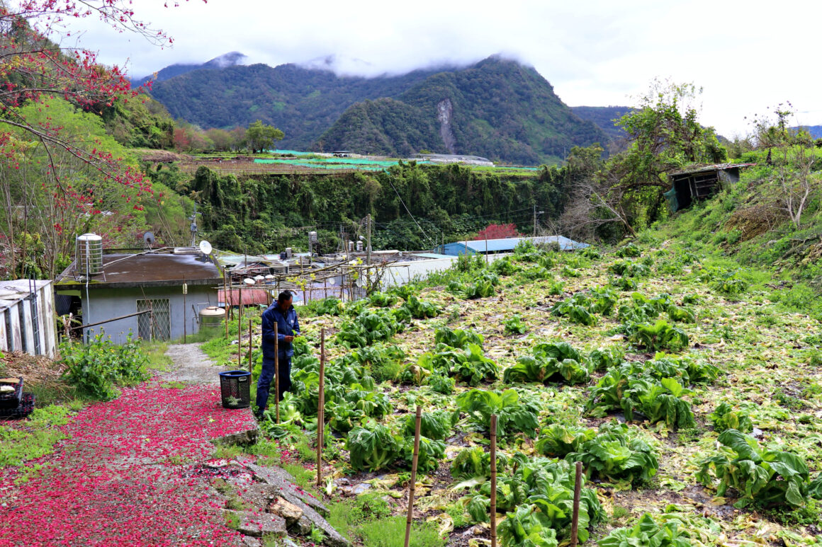 Beautiful organic vegetables grown in Xibao farm.