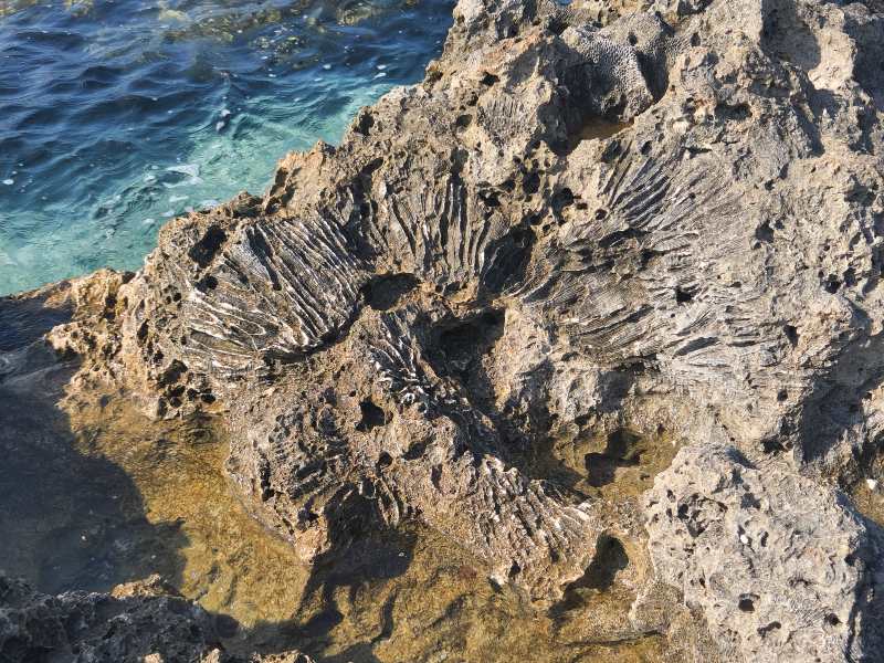 Fossilized corals along the uplifted reef telling of the rocks marine ancestry in Henchuen Taiwan